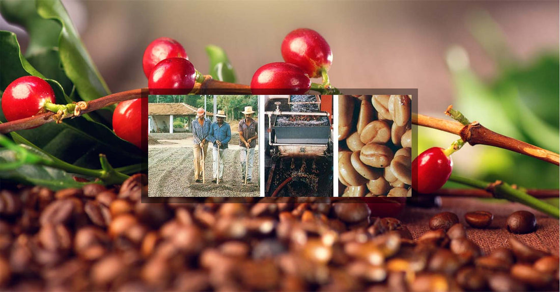Storia e lavorazione del caffè